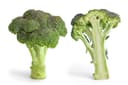Brocoli