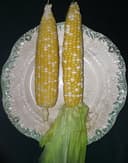 Elote