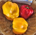 Pimiento Morron Amarillo