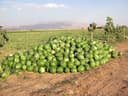 Sandia