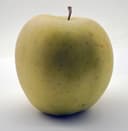Manzana Golden