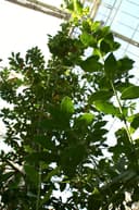 Laurel