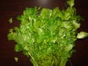 Cilantro