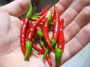 Chile De Arbol