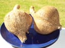 Jicama