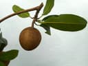Chicozapote