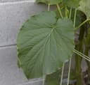 Hoja Santa